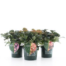 Hydrangea Black Diamonds