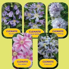 Sortes de Clématis spéciales