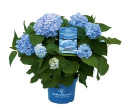 Hydrangea Endless Summer