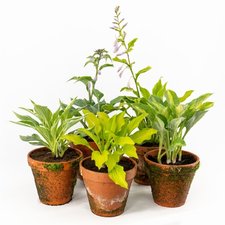Waterplanten Terracotta Terras mix